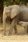 Elefante africano con ternera lactante, Piscinas de maná, Zimbabue - foto de stock