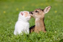 Fawn and kitten on grass — Stock Photo