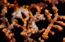 Close-up view of pygmy seahorses on gorgonian — Stock Photo