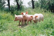 Три свиньи на лугу — стоковое фото