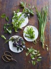 Coriander, vietnamese mint, kaffir lime leaves, curry leaves, mint — Stock Photo