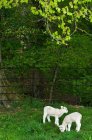 Lambs grazing in field — Stock Photo