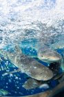 Frenesí de tiburones arrecifes del Caribe, vista submarina - foto de stock