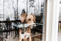 Carino cane con collare guardando lontano attraverso la finestra — Foto stock