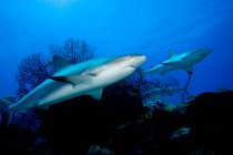 Tubarões recifais nadando em água escura — Fotografia de Stock