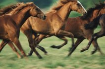 Коні біжать на зеленій траві поля — стокове фото