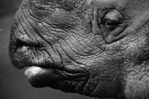 Black and white photo of profile of rhinoceros — Stock Photo
