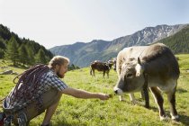 Junger männlicher Kletterer füttert Kühe mit Gras, Val Senales, Südtirol, Italien — Stockfoto