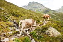 Коровы, идущие по зеленому холму в сельской местности — стоковое фото