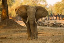 Retrato de elefante touro com buraco de bala na testa, Parque Nacional Mana Pools, Zimbábue — Fotografia de Stock