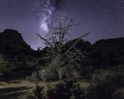 Joshua árvore e céu estrelado noite, Joshua Tree parque nacional, Califórnia, EUA — Fotografia de Stock