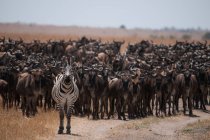 Zebra lidera centenas de gnus durante a migração anual através do rio Mara, entre a Tanzânia e o Quênia — Fotografia de Stock