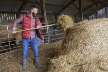 Man in barn shovelling hay — Stock Photo