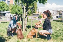Dos mujeres jóvenes acariciando pit bull terriers en parque urbano - foto de stock