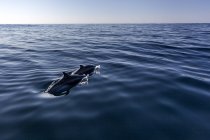 Atlantic spotted dolphins surfacing over ocean waves — Stock Photo