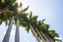 Vista ad angolo basso di palme illuminate dal sole e cielo blu, Reunion Island — Foto stock