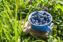 Tasse frisch gepflückte Blaubeeren im Garten — Stockfoto
