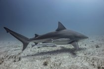 Vista submarina del tiburón nadando con peces pequeños - foto de stock