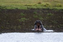 Hippopótamo com boca aberta no rio, concessão Khwai, delta do Okavango, Botsuana — Fotografia de Stock