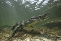 American crocodile in the shallows of Chinchorro Atoll, Mexico — Stock Photo