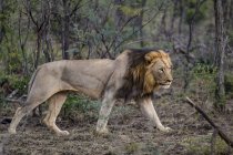 Wilder afrikanischer männlicher Löwe auf Beutejagd, Hluhluwe-imfolozi Park, Südafrika — Stockfoto