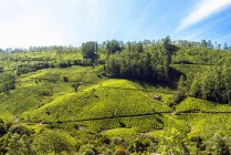 Пишна плантація зеленого чаю під блакитним хмарним небом — стокове фото