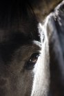 Close up shot of horse eye, eyebrow and ear — Stock Photo