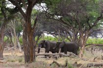 Deux éléphants marchant parmi les arbres, concession Khwai, delta de l'Okavango, Botswana — Photo de stock
