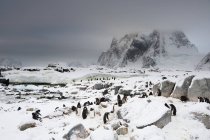 Colonia di pinguini Gentoo, Isola di Petermann, Antartide — Foto stock