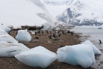 Pingüinos Gentoo caminando en la orilla, Neko Harbor, Antártida - foto de stock