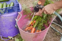 Cropped view of man rinsing freshly harvested carrots in trug — Stock Photo