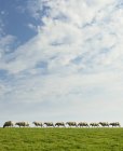 Овцы идут в ряд по зеленому холму с облачным небом — стоковое фото
