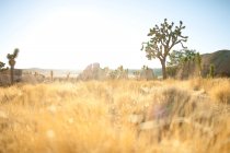 Joshua national park, california, usa — стокове фото