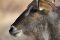 Close up shot of waterbuck head, side view — стоковое фото