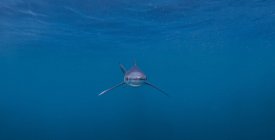 Tubarão azul nadando debaixo d 'água — Fotografia de Stock
