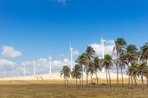 Turbinas eólicas y palmeras bajo el cielo azul - foto de stock