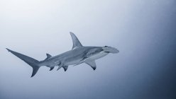 Great Hammerhead shark swimming under water — Stock Photo