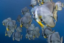 Група шкільних риб під водою — стокове фото