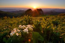 Fleurs sauvages au crépuscule, Parc naturel Bolshoy Thach, Montagnes Caucasiennes, République d'Adygea, Russie — Photo de stock