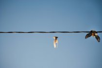Oiseaux volant à partir de la ligne électrique contre ciel clair — Photo de stock