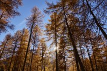 Лес, вид под низким углом, Фалхем, Южный Тироль, Италия — стоковое фото