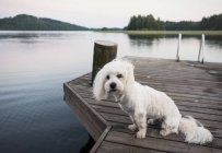 Cute coton de tulear dog sitting on windy lake pier — Stock Photo