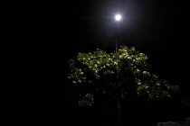 Vista de arbustos a la luz de la luna - foto de stock