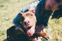 Young woman playing with her pit bull terrier — Stock Photo