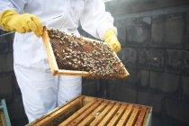 Apiculteur inspectant le cadre de la ruche, section médiane — Photo de stock