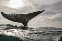 Cola de ballena jorobada sobre el agua del océano - foto de stock