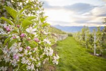 Vista close-up de belas flores de maçã no sul do tirol, itália — Fotografia de Stock