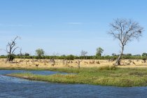 Paysage avec rivière et troupeau lointain de gazelles, concession Khwai, delta de l'Okavango, Botswana — Photo de stock