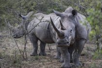 Rinoceronte bianco e vitello in pericolo, Parco Hluhluwe-Imfolozi, Sud Africa — Foto stock