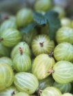 Close up of ripe yummy gooseberries with leaves — Stock Photo